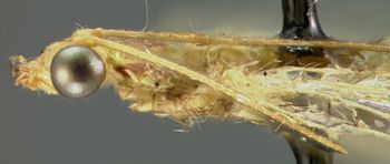 Media type: image; Entomology 14859   Aspect: head frontal view 4
